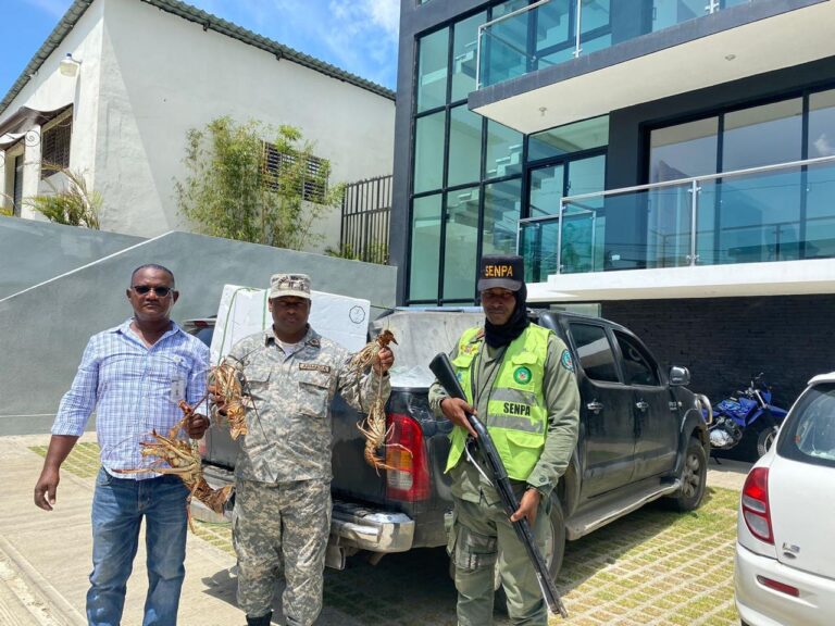 Medio Ambiente decomisa más de 350 libras de langosta espinosa (Panulirus argus) en veda, durante operativo