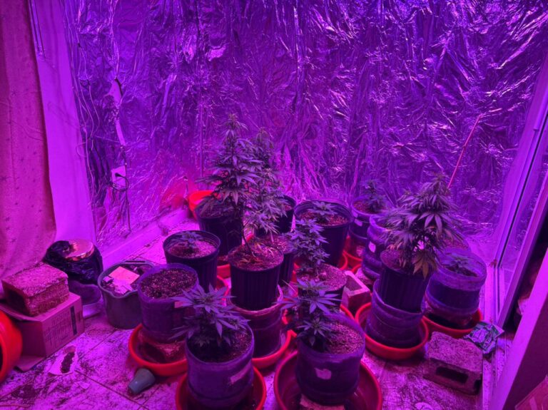 Apresan diez y ocupan más de tres mil 500 gramos en allanamientos y operativos en la Altagracia