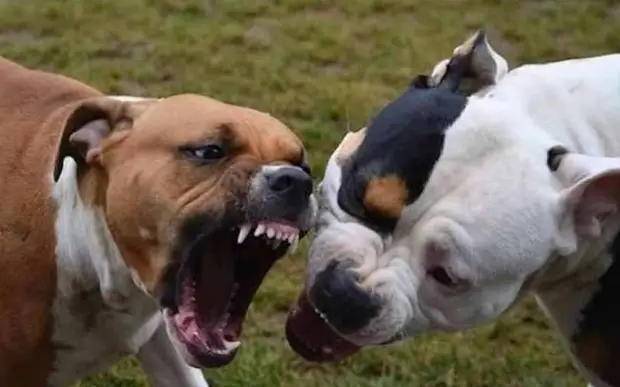 Perros Devoran hombre de 60 años en Arroyo Hondo Cutupu La Vega