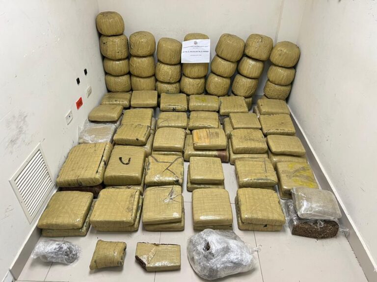 Autoridades ocupan 573 libras de marihuana en Santiago