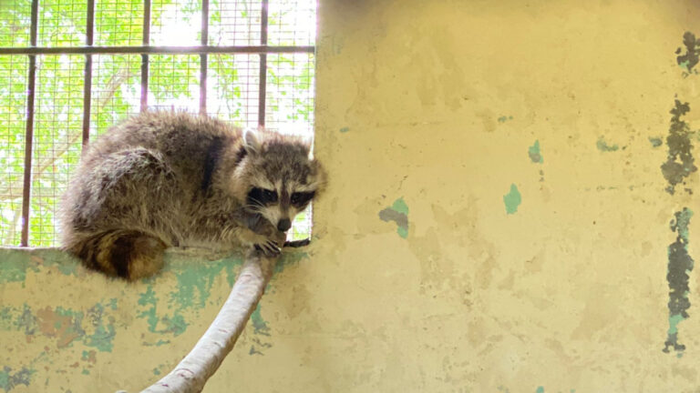 Ambiente captura mapache en los Guaricanos de SDN