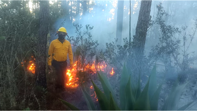 Bomberos forestales extinguen 11 incendios en diferentes puntos del país