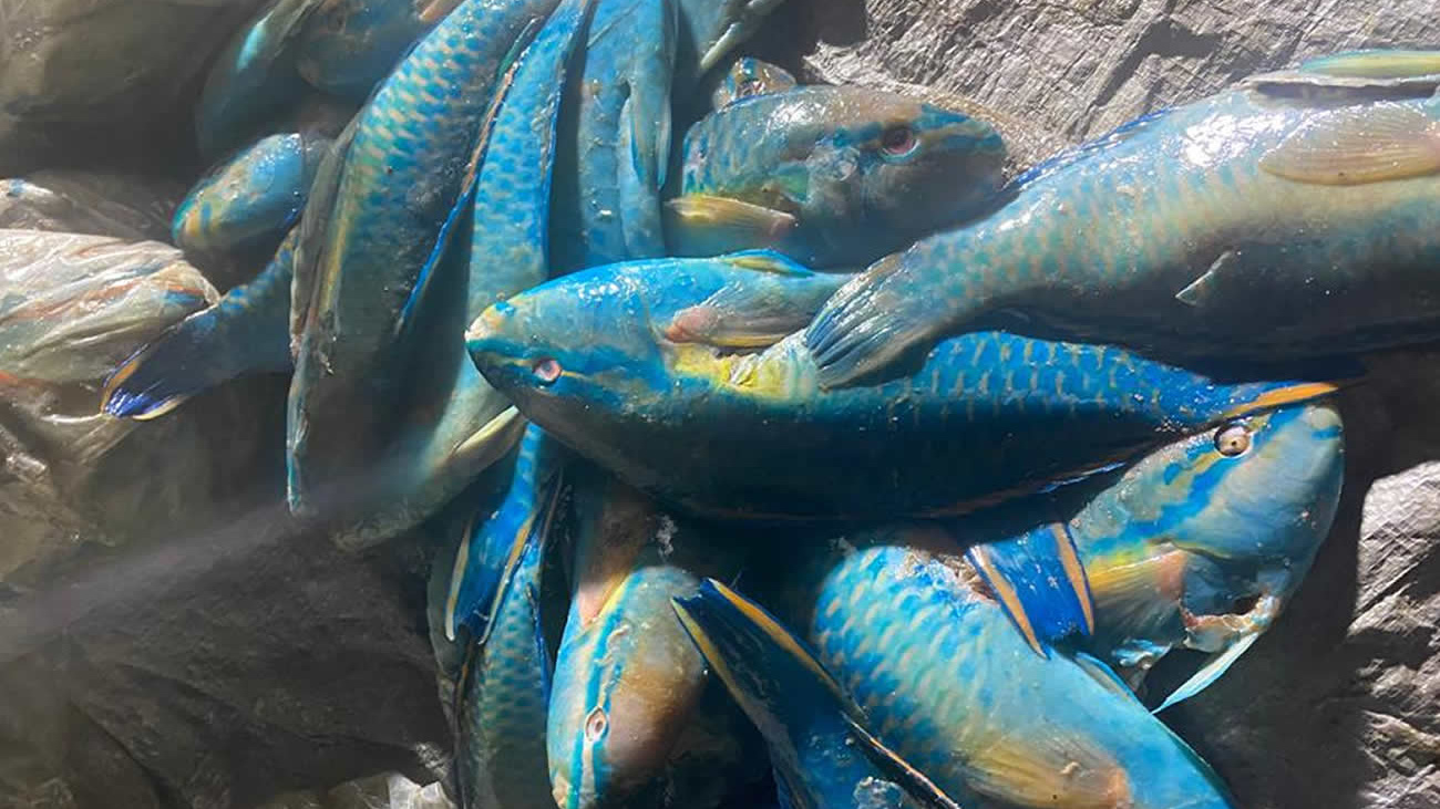 Sin título-1 Medio Ambiente incauta cargamento de pez loro y langosta pinta cuya captura está en veda