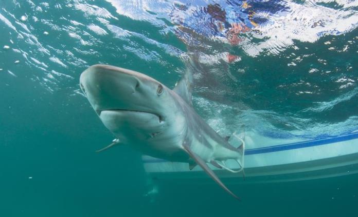 Dos pescadores reciben mordidas de tiburones en lapso de 36 horas