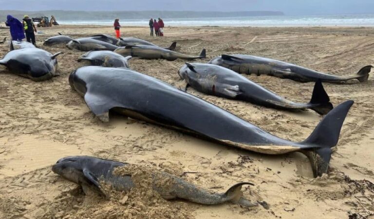 Mueren 55 ballenas al encallar en una playa de Escocia
