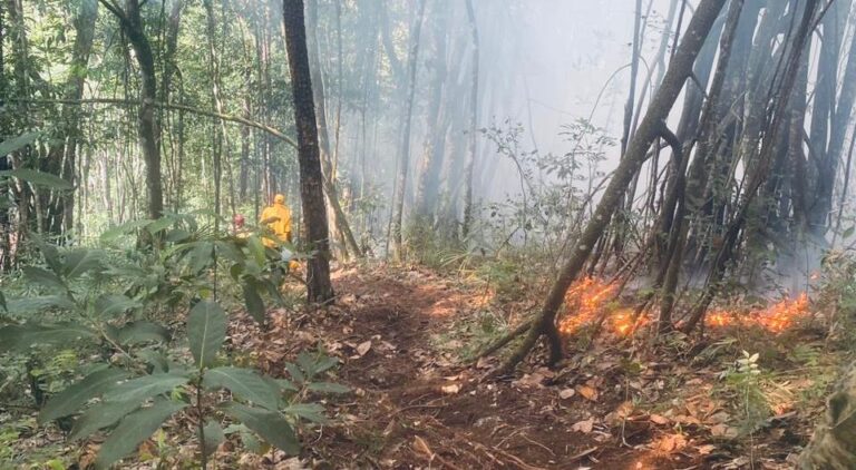 Bomberos forestales extinguen incendios en Guaigüí