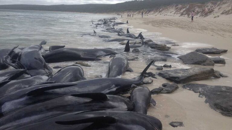 Mueren más de 30 ballenas piloto tras quedar varadas