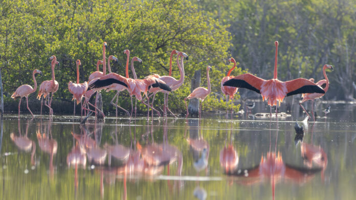 Liberan 44 flamencos en Montecristi del proyecto Rescate Rosado