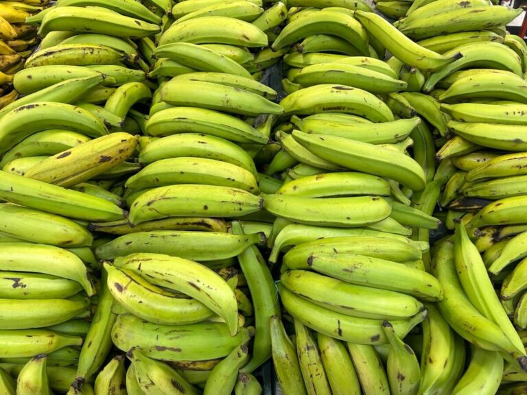 Gobierno levanta suspensión de exportación de plátano