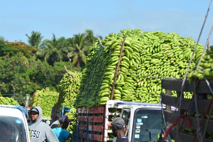 Gobierno Dominicano compra y vende guineos con subsidio