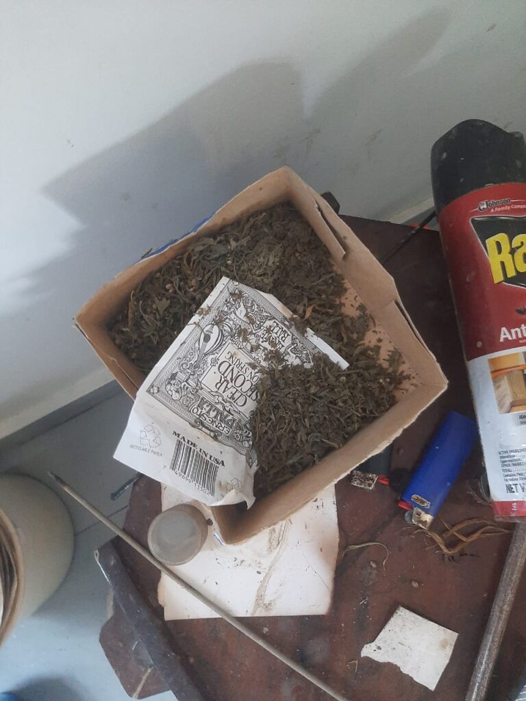 Decomisan plantación de marihuana en techo de residencia