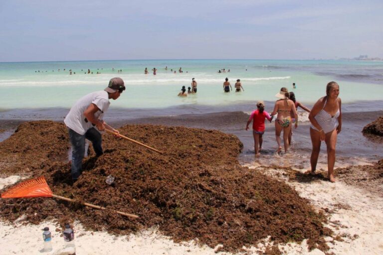 Mescyt destina RD 68.8 millones para combatir el sargazo en RD