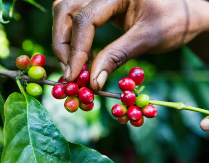 slider-ducikafe-2a-copia FEDA apoya la agroindustrialización del café en Pedernales