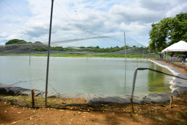 Estaque-para-alevines-en-la-FARD FEDA dona 30 mil alevines de tilapia