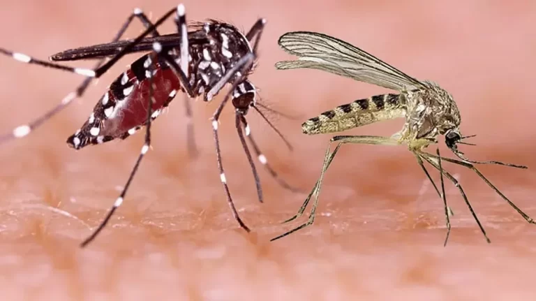 Salud Pública emite alerta epidemiológica por el virus oropouche