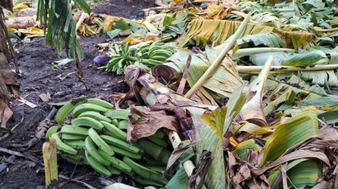 Productores de plátanos en Ranchito de los Vargas solicitan ayuda tras tornado