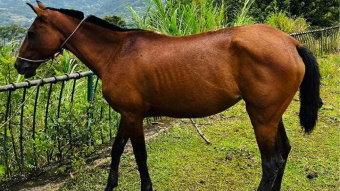 Adolescente pierde la vida en accidente tras chocar con caballo