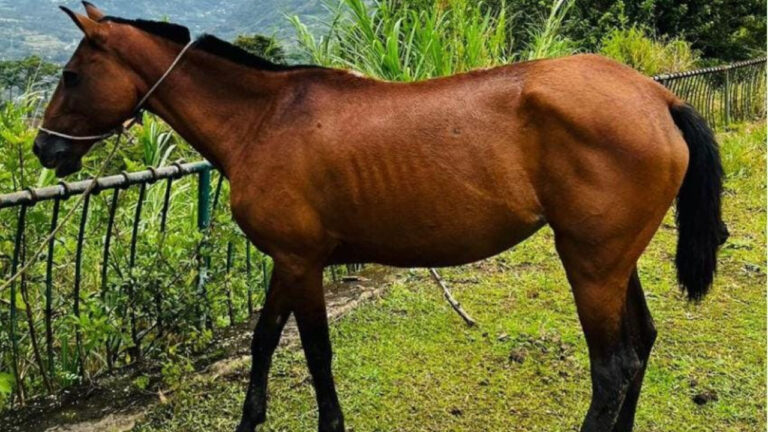 Adolescente pierde la vida en accidente tras chocar con caballo