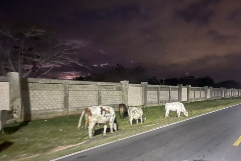 Retienen vacas en operativos tras accidentes en vías de SPM