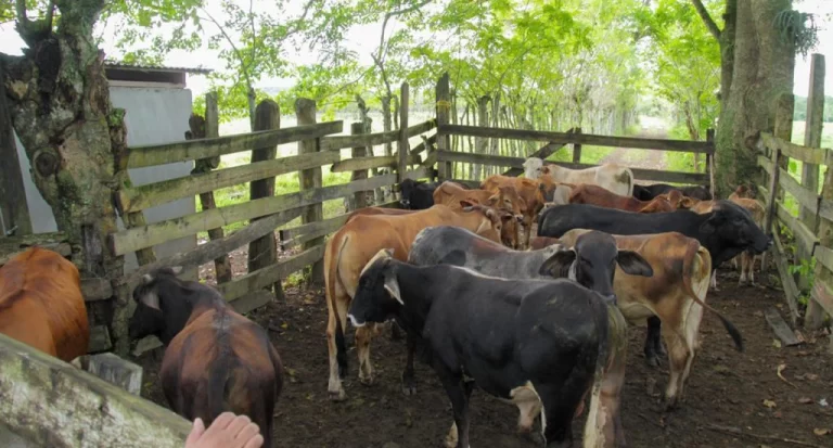 Retienen cinco vacas en operativo por deambular en vía pública