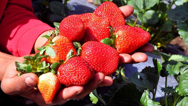 FEDA impulsa producción de fresas en Jarabacoa