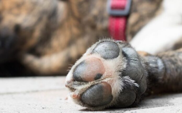 Denuncian envenenamiento masivo de perros en Cenoví