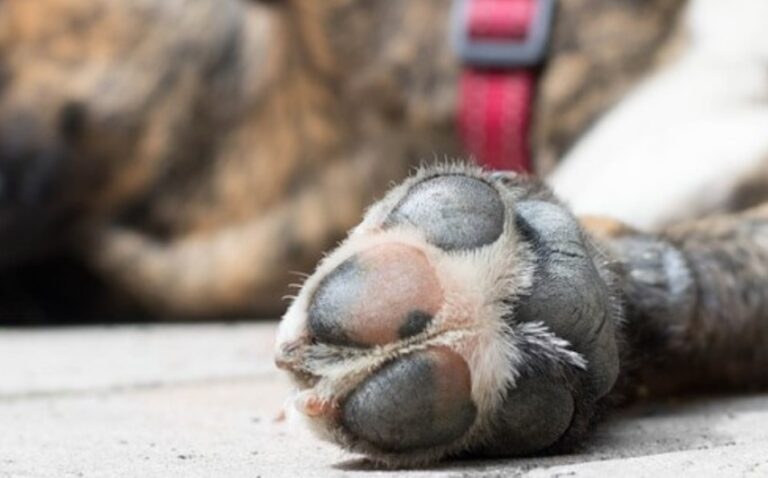 Denuncian envenenamiento masivo de perros en Cenoví