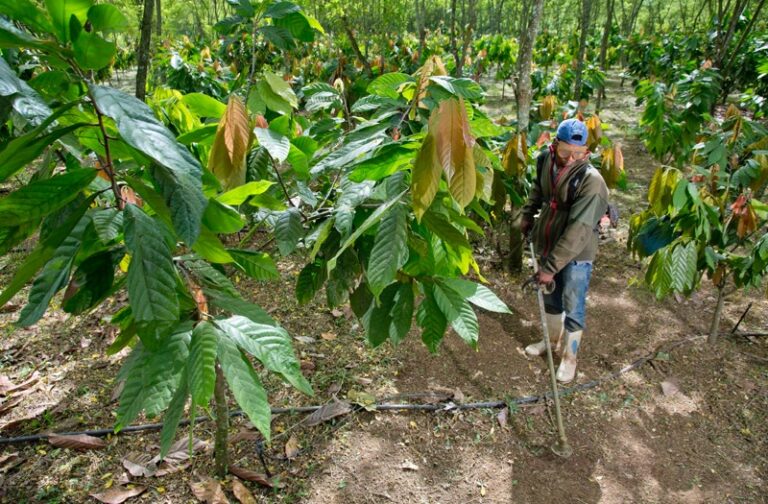 FEDA impulsa transformación del cacao