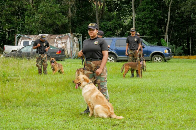 DNCD recibe 55 perros entrenados