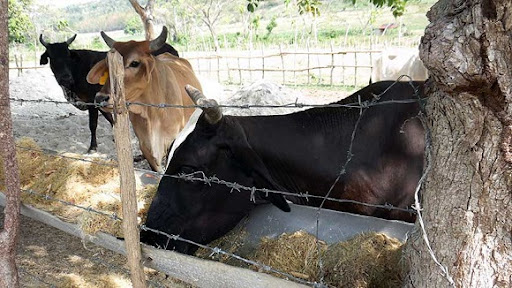 Cuatreros roban 26 vacas en Hato Mayor