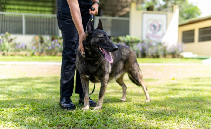 DNCD despide con honores a cinco héroes caninos especializados en detección de narcóticos DNCD despide con honores a cinco héroes caninos especializados en detección de narcóticos