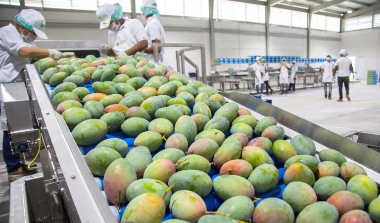 Mango exportacion